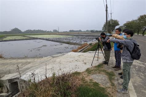 一隻水 外流|台南冬季水雉調查突破3千隻創新高 受惠菱角田略增 